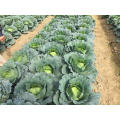 Heat n cold tolerant  flat -round green hybrid F1 cabbage seeds